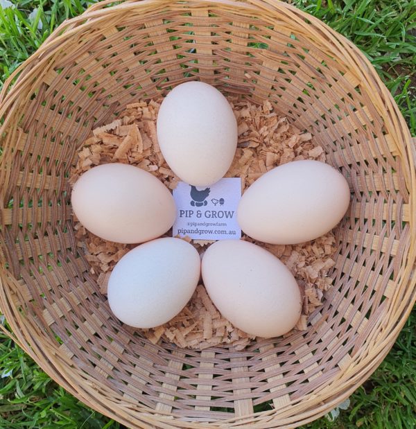 *ORDER CLOSED* Buff Orpington Fertile egg (each) - Image 2