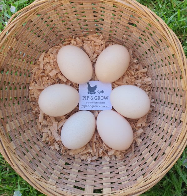 *ORDER CLOSED* Pekin Millefleur & Porcelain Fertile egg (each) - Image 2