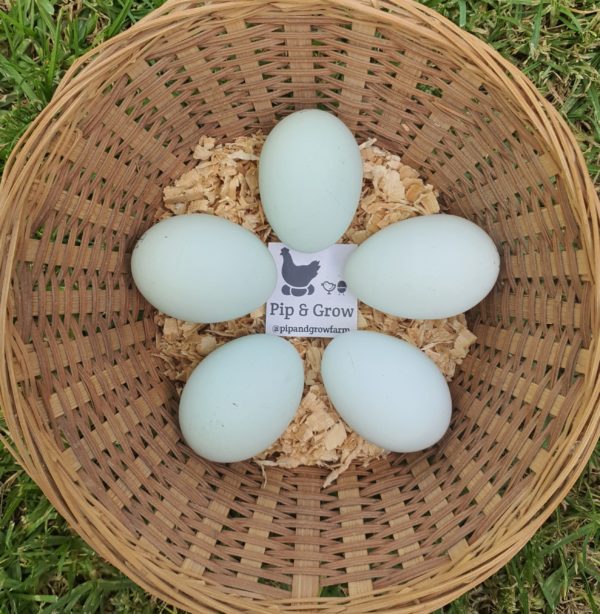 *ORDER CLOSED* Cream Legbar Fertile Egg (each) - Image 2