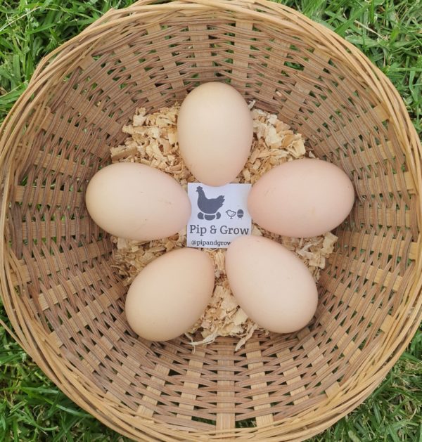*ORDER CLOSED* Speckled Sussex Fertile egg (each) - Image 2