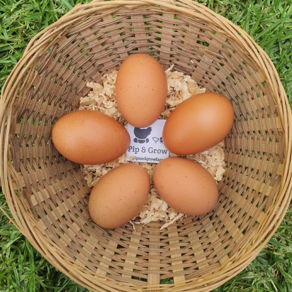 *ORDER CLOSED* Welsummer Fertile Egg (each) - Image 2