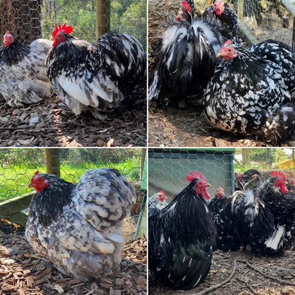 *ORDER CLOSED* Pekin Black & Blue Mottled Fertile egg (each)