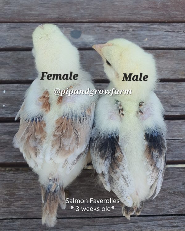 *ORDER CLOSED* Salmon Faverolles Fertile Egg (each) - Image 4