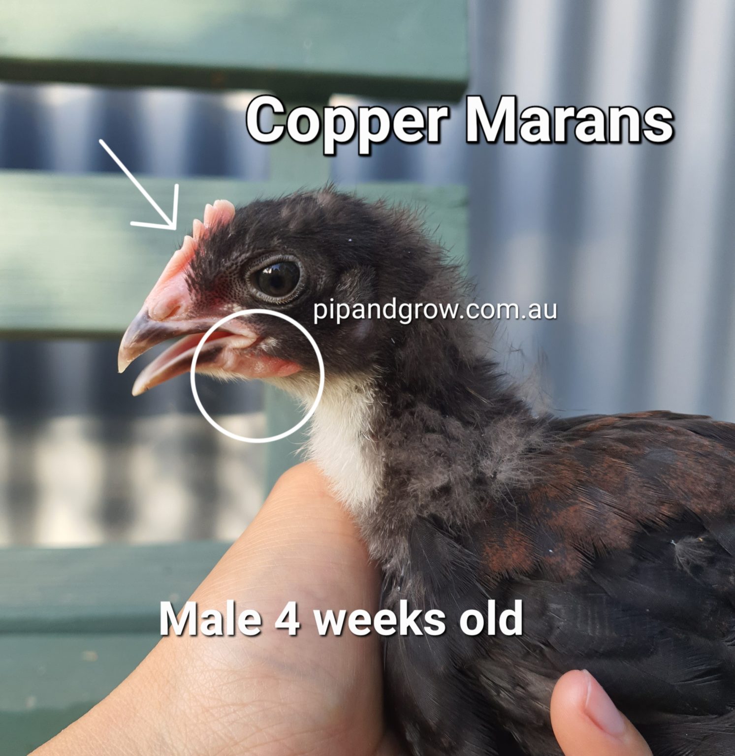 Copper Marans Sexing Tips - Pip & Grow