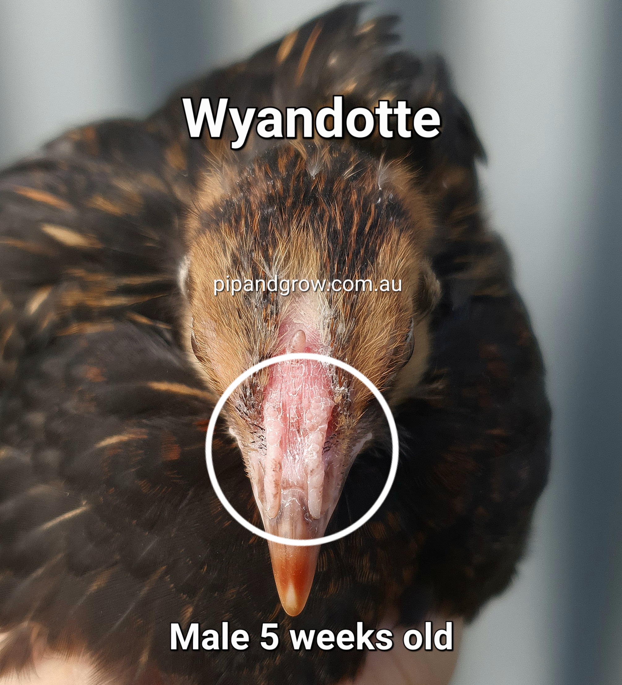 Barred Rock Chick Sexing: Easy Tricks & Proven Tips - 56fyiqq