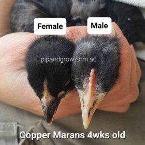 Copper Marans Sexing Tips - Pip & Grow