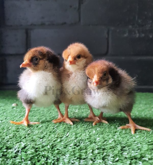 *ORDER CLOSED* Wyandotte Fertile Egg (each) - Image 14