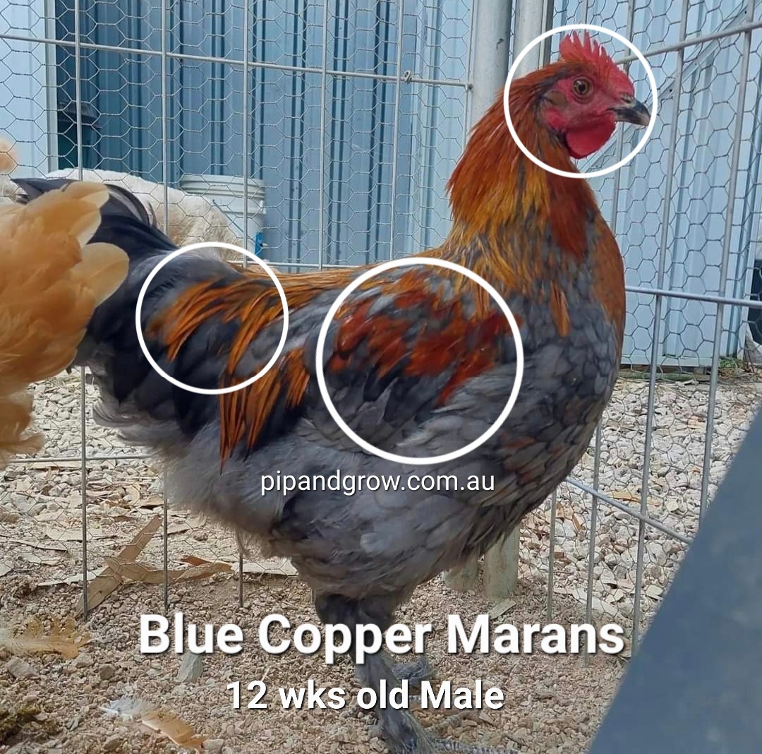 Copper Marans Sexing Tips - Pip & Grow