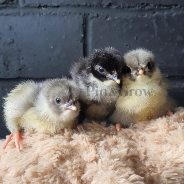 *ORDER CLOSED* Blue Bantam Orpington Fertile egg (each) - Image 3