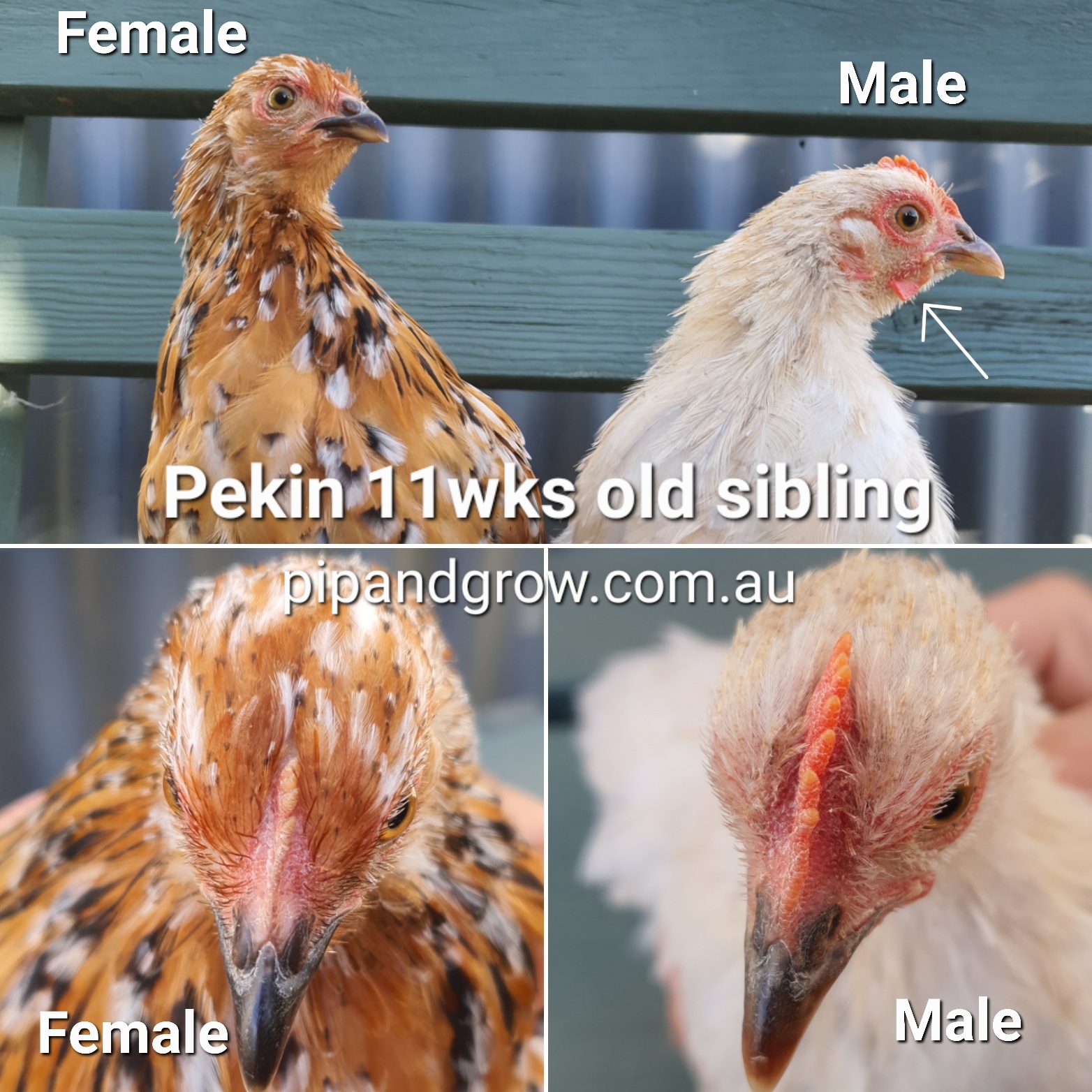 Barred Rock Chick Sexing: Easy Tricks & Proven Tips - pwtcpfo