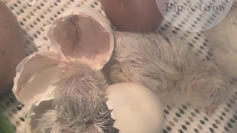 Why Don’t Chicks Hatch At The Same Time?