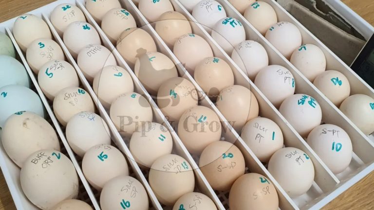 Is “Resting” fertile eggs necessary?