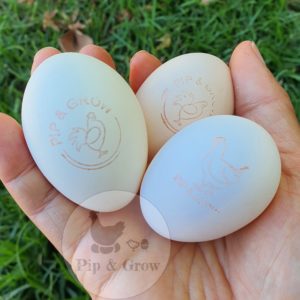 Pot Luck STANDARD Fertile egg (each)