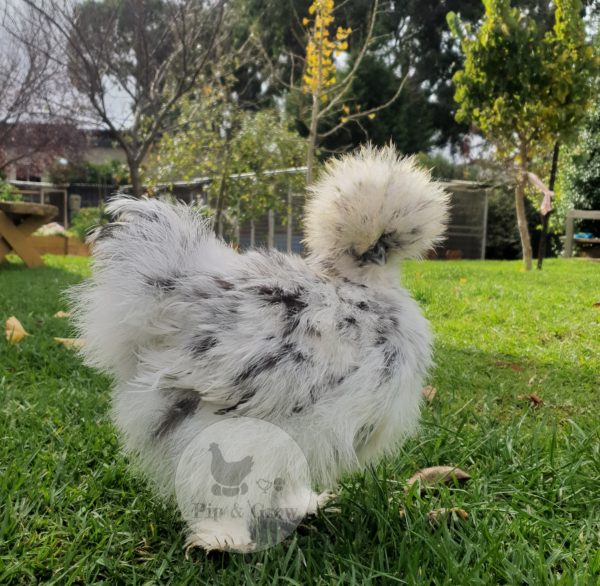 18wks+Pullets & Hens - Image 5