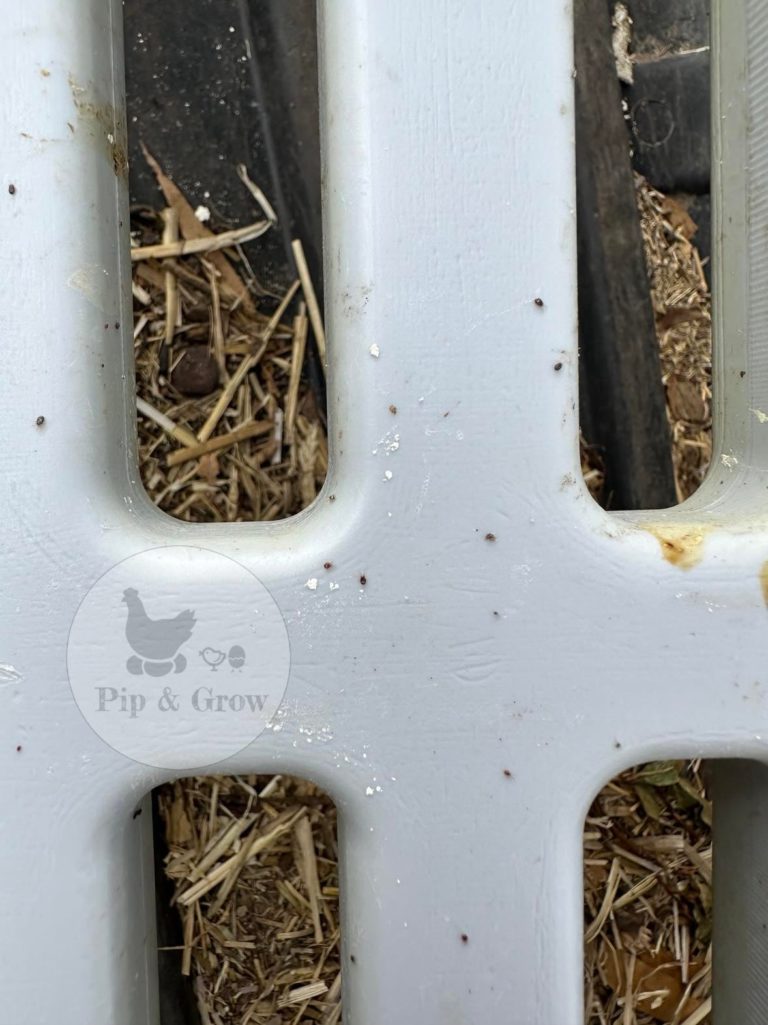 Poultry Red Mite Prevention & Control Pip & Grow