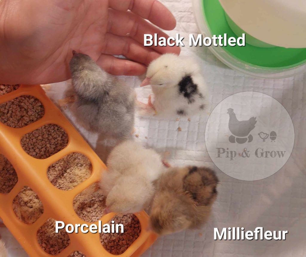 Pekin - Pip & Grow