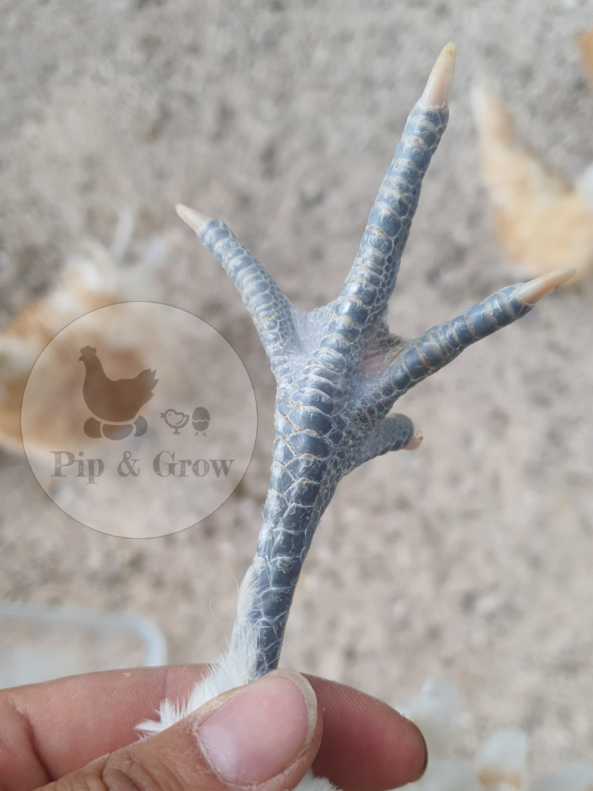 Chicken nail clipping pip grow