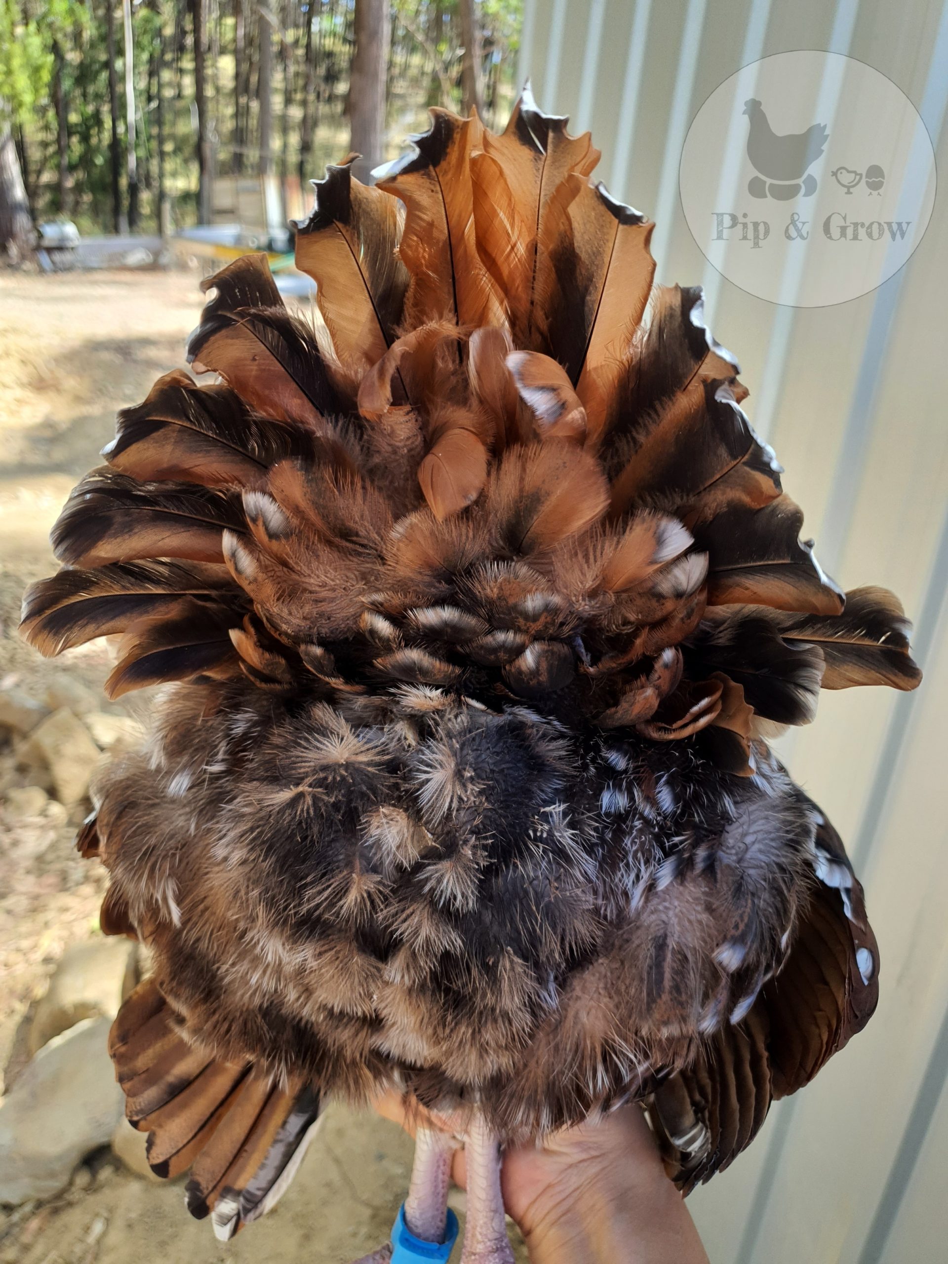 Feather Trimming Prior Breeding Season