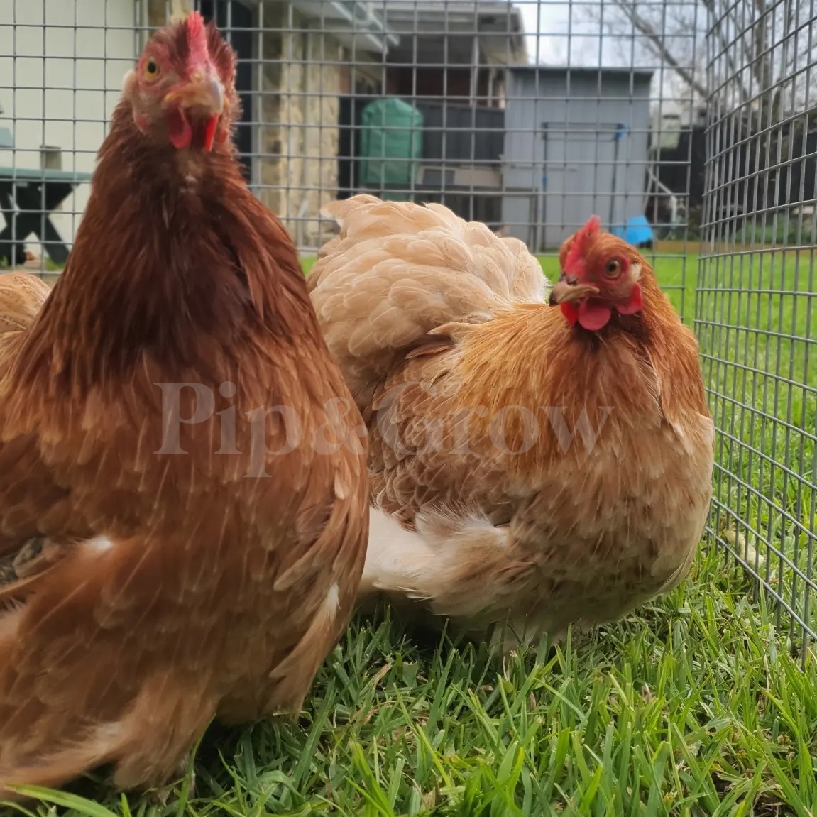 Introducing new chickens to existing flock Pip & Grow