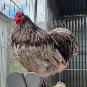 Blue Bantam Orpington Fertile egg (each)