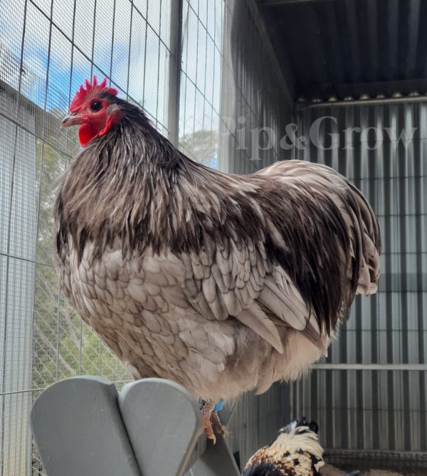 *ORDER CLOSED* Blue Bantam Orpington Fertile egg (each)