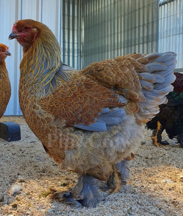 Gold & Blue Partridge Brahma Fertile Egg (each) - Image 18