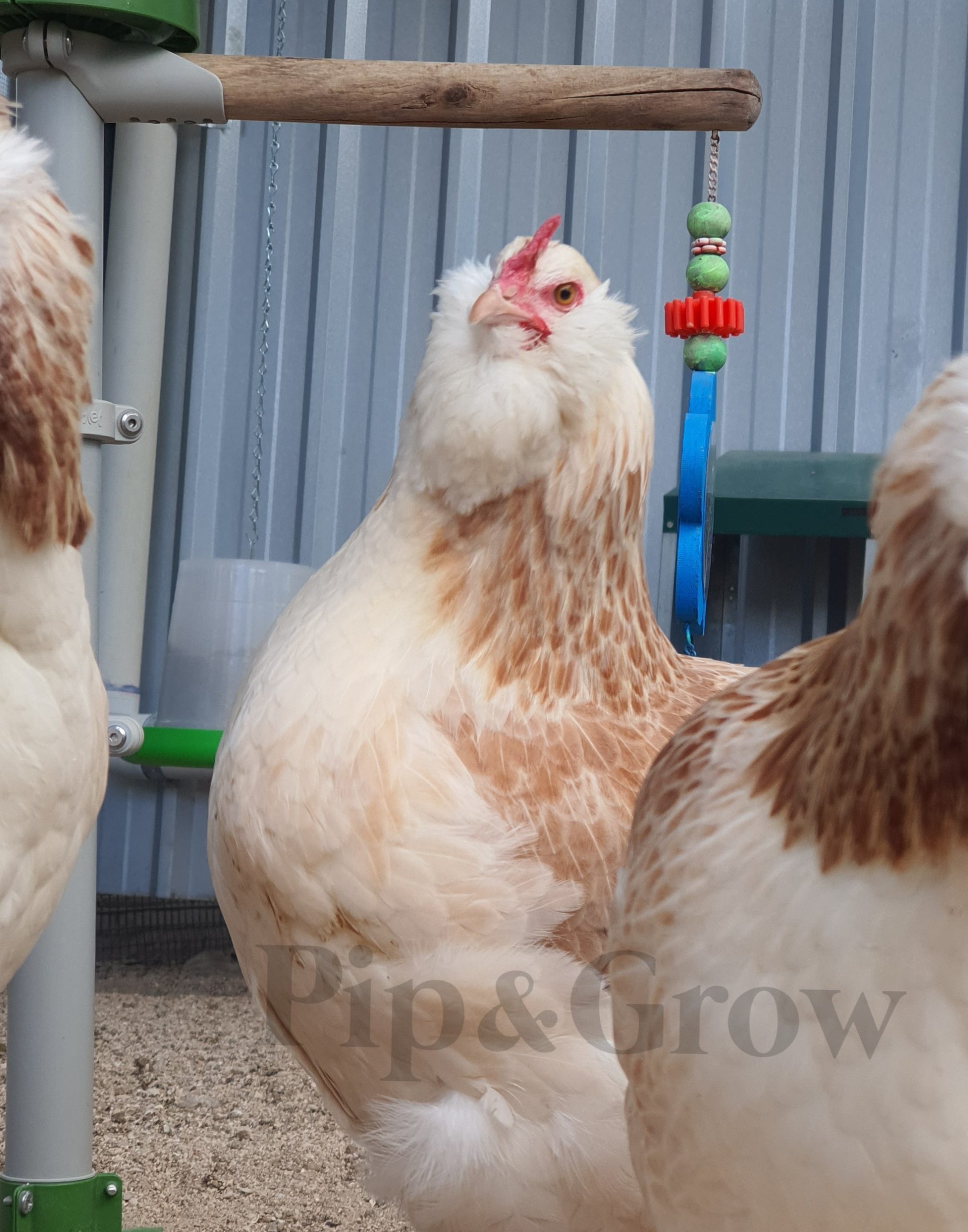 Salmon Faverolles Fertile Egg (each) Pip & Grow