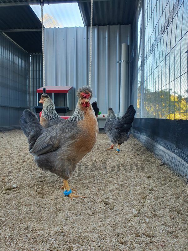 *ORDER CLOSED* Cream Legbar Fertile Egg (each) - Image 11