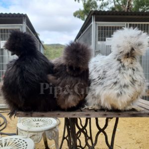 Silkie & Showgirl- Blue, Splash & Black Fertile Egg (each)