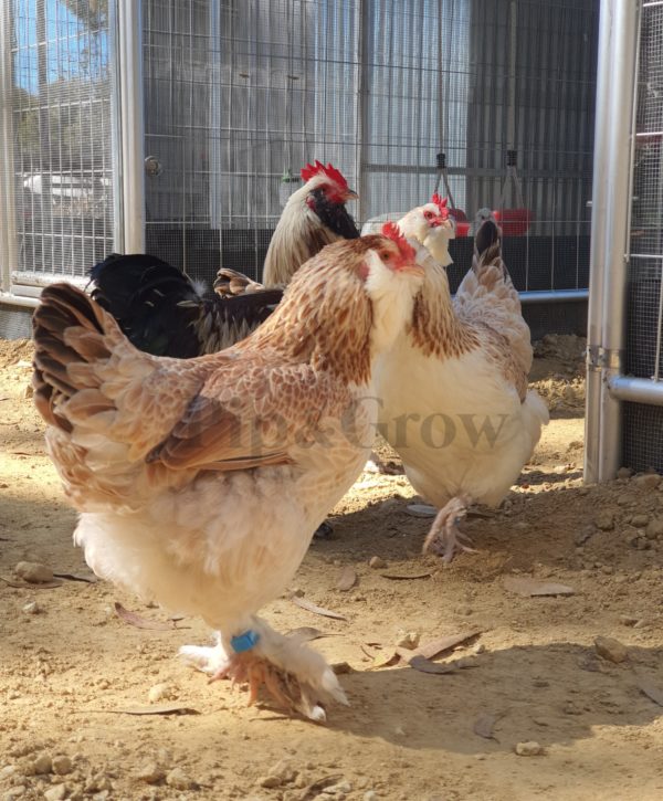 *ORDER CLOSED* Salmon Faverolles Fertile Egg (each) - Image 15