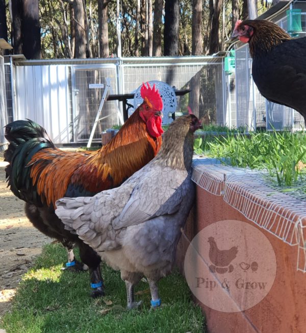 *ORDER CLOSED* Copper Marans Fertile egg (each) - Image 5