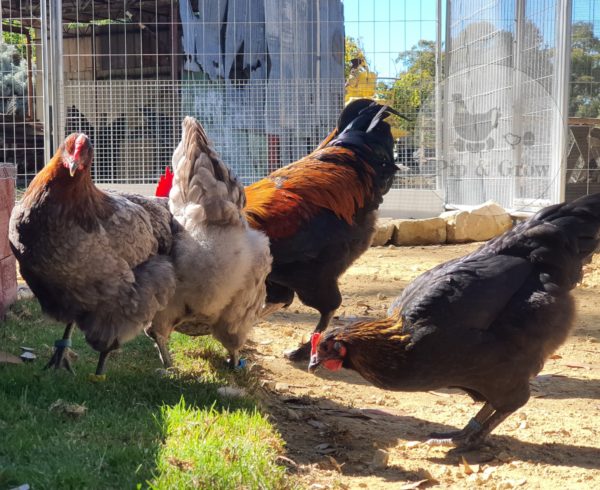*ORDER CLOSED* Copper Marans Fertile egg (each) - Image 8