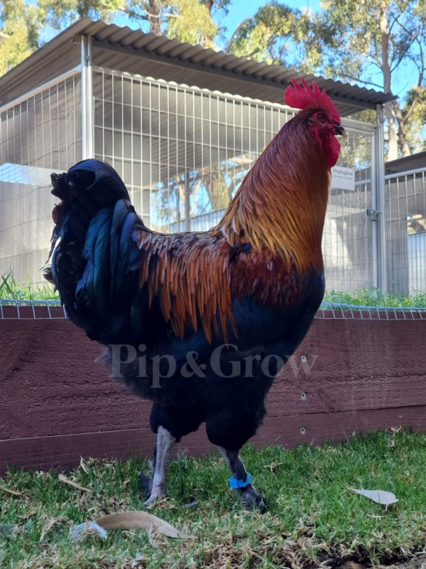 *ORDER CLOSED* Copper Marans Fertile egg (each) - Image 6