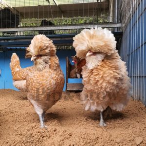 *ORDER CLOSED* Buff laced Polish Fertile Egg (each)