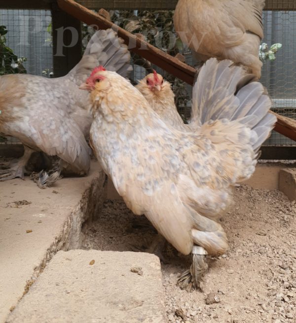 *ORDER CLOSED* Belgian D'uccle Fertile egg (each) - Image 14