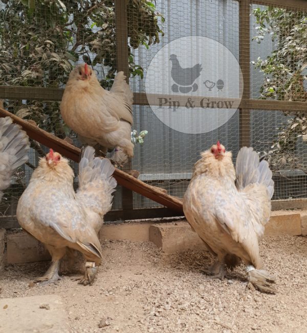 *ORDER CLOSED* Belgian D'uccle Fertile egg (each) - Image 4