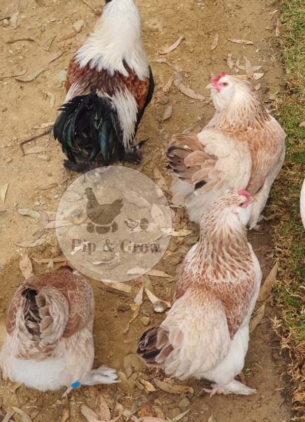 *ORDER CLOSED* Salmon Faverolles Fertile Egg (each) - Image 8