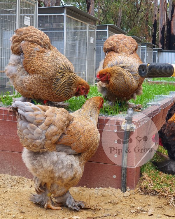 Gold & Blue Partridge Brahma Fertile Egg (each) - Image 6