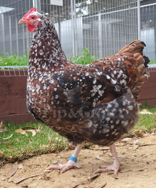 *ORDER CLOSED* Speckled Sussex Fertile egg (each) - Image 8