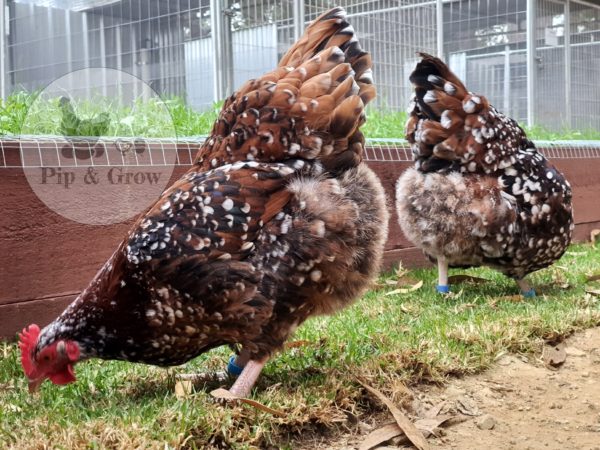 *ORDER CLOSED* Speckled Sussex Fertile egg (each) - Image 6