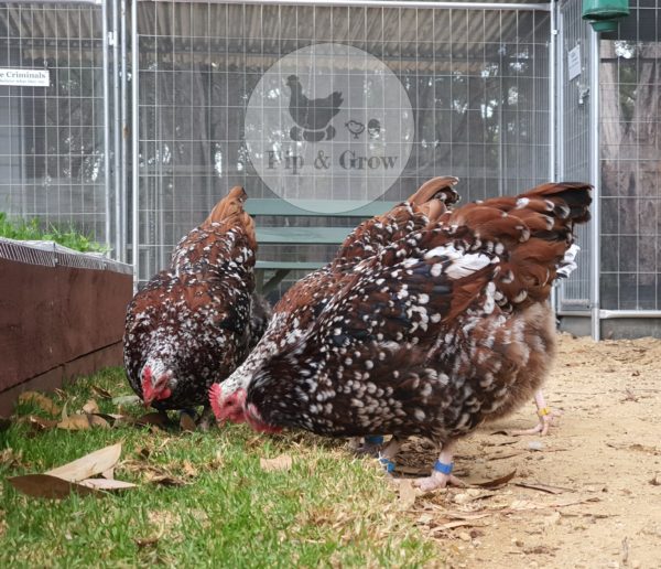 *ORDER CLOSED* Speckled Sussex Fertile egg (each) - Image 4