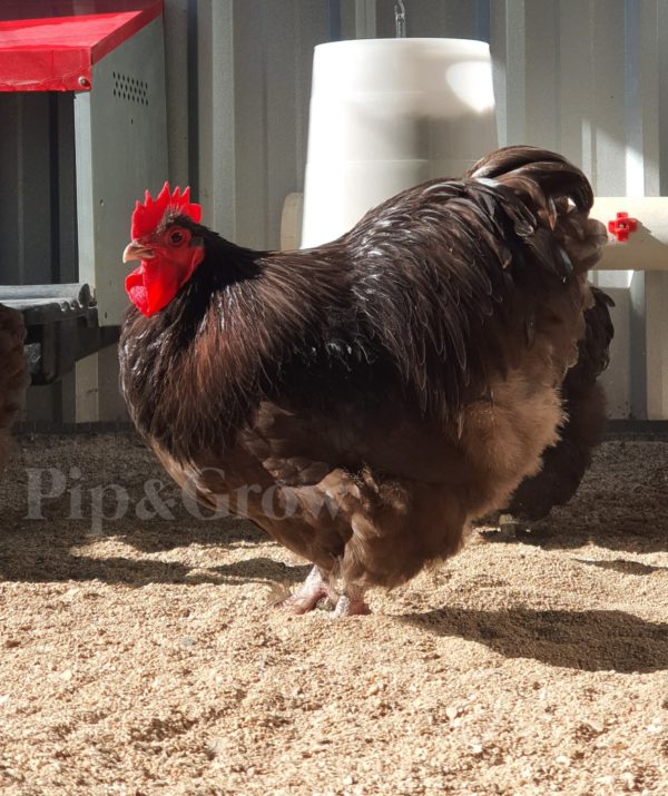 *ORDER CLOSED* Chocolate Bantam Orpington Fertile egg (each) - Image 4
