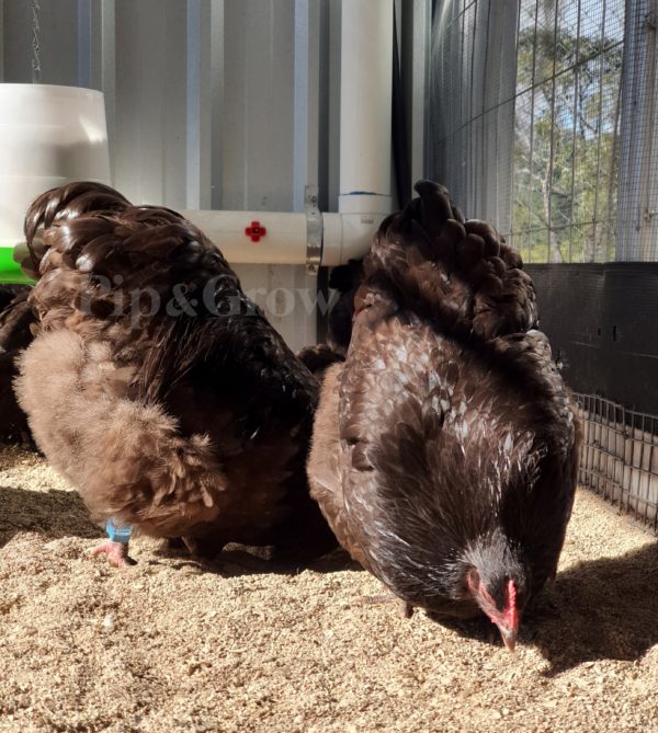 *ORDER CLOSED* Chocolate Bantam Orpington Fertile egg (each) - Image 8