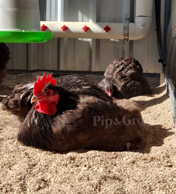 *ORDER CLOSED* Chocolate Bantam Orpington Fertile egg (each) - Image 12