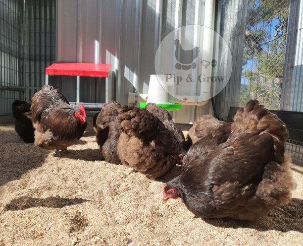 *ORDER CLOSED* Chocolate Bantam Orpington Fertile egg (each) - Image 9