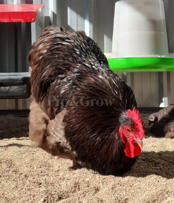 *ORDER CLOSED* Chocolate Bantam Orpington Fertile egg (each) - Image 7