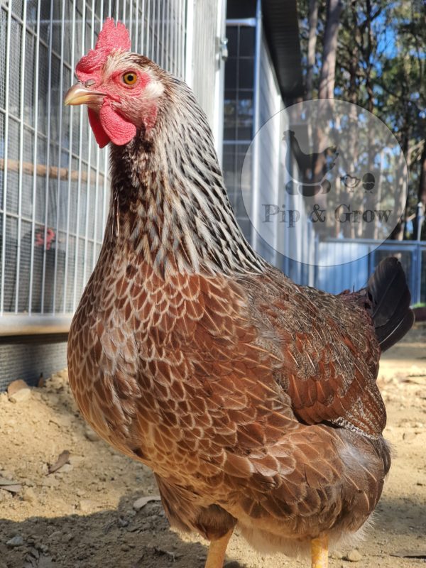 *ORDER CLOSED* Welsummer Fertile Egg (each) - Image 9