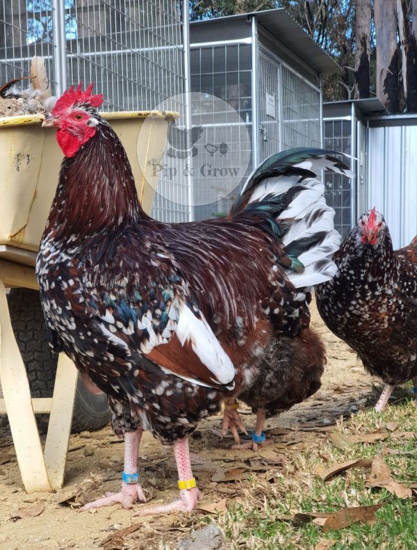 *ORDER CLOSED* Speckled Sussex Fertile egg (each) - Image 5