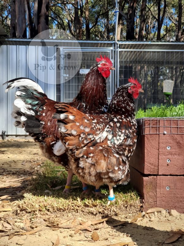 *ORDER CLOSED* Speckled Sussex Fertile egg (each) - Image 10