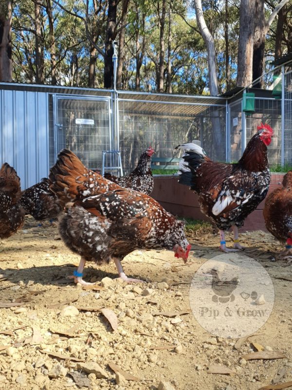 *ORDER CLOSED* Speckled Sussex Fertile egg (each) - Image 11